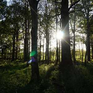 Trees in a wood