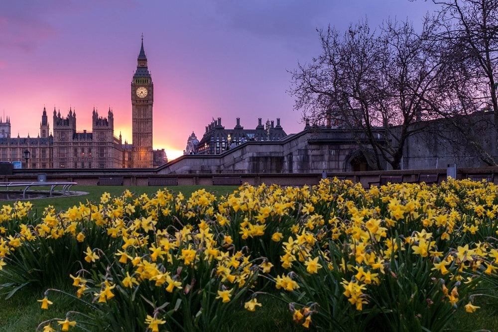 An evening view at dusk looking across the River Thames at the Elizabeth TOwer from the gardens of St Thomas's Hospital