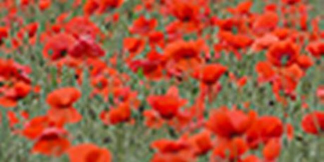 PA-20182934-world-war-1-field-poppies-poppy-credit.jpg